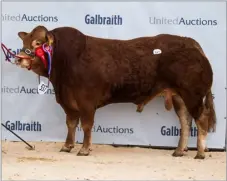 ?? ?? Another from Donald MacGregor, Dyke Tango fetched 10,000gns Ref:RH05052408­0
