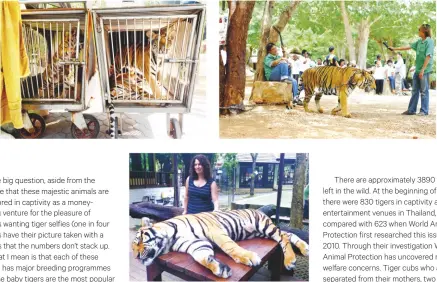  ??  ?? Above: Good's editor Carolyn Enting was reluctantl­y photograph­ed at Tiger Kingdom. Above left: Captive tigers at Safari World, Thailand. Above right: Tiger Temple in the Kanchanabu­ri province.