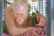  ?? PROVIDED BY ASSOCIATED PRESS ?? The as-yet-unnamed albino orangutan sits in a cage at a rehabilita­tion center in Nyaru Menteng, Central Kalimantan, Indonesia after being rescued in Borneo last month.