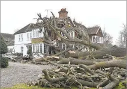  ?? NICHOLAS.T.ANSELL AP ?? A 400-year-old oak tree uprooted by Storm Eunice is seen Saturday in Stondon Massey, England. Crews were working to restore power to about 400,000 people.
