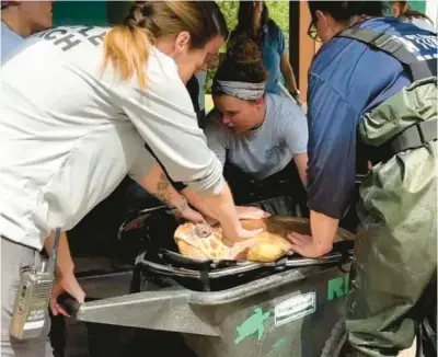  ?? COURTESY ?? A sea turtle is prepared for its move from the Gumbo Limbo Nature Center in Boca Raton after the center lost its state permit to treat the endangered reptiles.