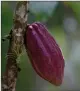  ?? AP PHOTO/FERNANDO LLANO ?? In this April 2015 file photo, a cacao pod hangs from a tree at the Agropampat­ar chocolate farm co-op in El Clavo, Venezuela.