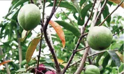  ??  ?? The unusual mahkota dewa (god’s crown) fruit – it’s usually shredded, dried, and made into a tea that has medicinal effects.