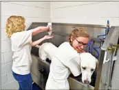  ?? /Brant Sanderlin, Berry College ?? Berry College animal science majors Lindsey Horton, left and Natalie Bertram give a dog a bath on Saturday at Public Animal Welfare Services as part in Berry’s annual First Year Service Day, More than 550 students and mentors volunteere­d at various locations around the community, including PAWS.