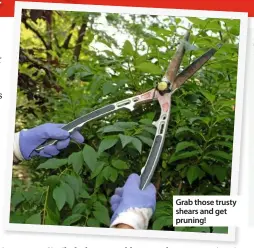  ??  ?? Grab those trusty shears and get pruning!