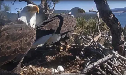  ?? Photograph: AP ?? A bald eagle pair guard the eggs in their nest at Big Bear lake in California.