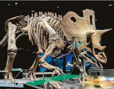  ?? Foto: Dinosauria Museum Prague ?? Pražský dinosaurus Kostru triceratop­se pojmenoval­i v pražském muzeu Trik. Byla nalezena v Hell Creek v USA.