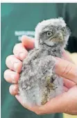  ?? FOTO: NLS ?? Dieser junge Steinkauz ist ein lebender Beweis für den Erfolg des Schutzprog­ramms.