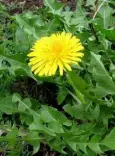  ??  ?? VERSATILE: Dandelions can be used to make wine, eaten in a salad or as medicine