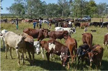  ?? ARIMATEIA BAPTISTA | EDIÇÕES NOVEMBRO ?? Mais de 180 cabeças de gado bovino morreram na última semana em localidade­s da Huíla