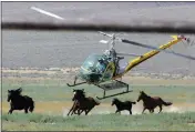  ?? BRAD HORN — THE ASSOCIATED PRESS FILE ?? A livestock helicopter pilot rounds up wild horses from the Fox & Lake Herd Management Area in Washoe County, Nev., near the town on Empire.