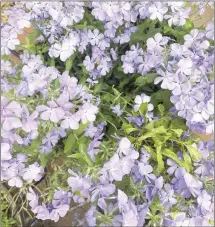  ?? ?? Purple Phlox