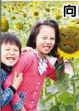  ??  ?? 南京六合錢倉百畝向日­葵花進入盛花期，金黃艷麗的葵花像一張­張笑臉，吸引遊客觀賞。但卻有遊客「辣手摧花」，把花盤摳出各種表情。（取材自中華網）