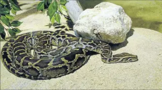  ??  ?? L’accusé vivait avec une vingtaine de reptiles et plus de 200 souris dans sa maison