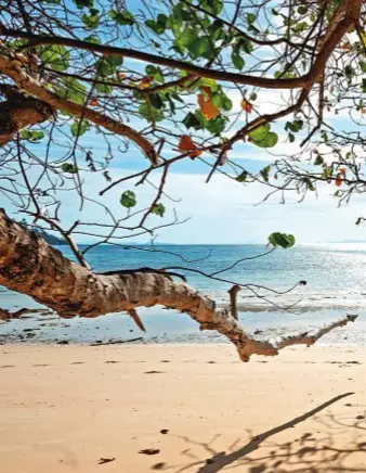  ??  ?? Spiaggia di sabbia bianca, finissima, incastonat­a fra colline ricoperte di baniani sull’isola di Ko Rok Nok.
Sotto, monaci al Bowonniwet Temple di Bangkok.