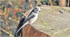  ??  ?? “This wee long tailed tit seems to have broken away from his group and was enjoying the freedom at Morton lochs,” says Eric Niven. ● If you have a story for Craigie email: craigie@ thecourier.co.uk