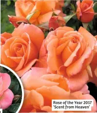  ??  ?? Rose of the Year 2017 ‘Scent from Heaven’