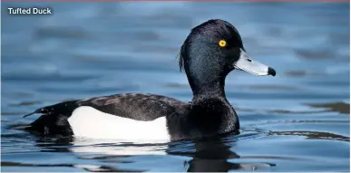  ?? ?? Tufted Duck