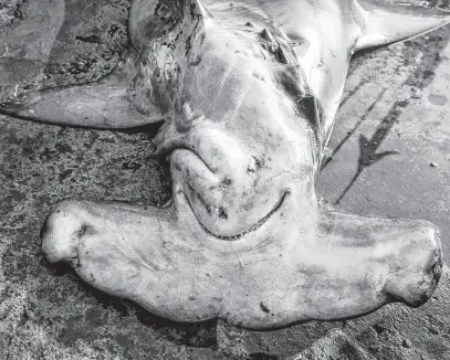  ?? REUTERS ?? A hammerhead shark lies dead at the dock of the Mirissa Fisheries Harbour in south Sri Lanka.