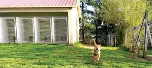  ??  ?? JMC Puppy Park offers boarding, day care and grooming services. While staying at the park, the canine guests are taken to a large play area four times a day.