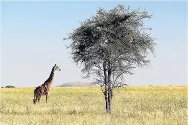  ?? — CARRIE DONOHUE ?? A giraffe was among the animals spotted on the Serengeti.