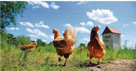  ?? FOTO: OLIVER DIETZE ?? Glückliche Hühner entspannen von ihrem harten Hühnertagw­erk in der Sonne auf einer Wiese des Wintringer Hofes im Biosphären­reservat.