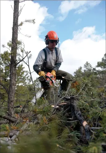  ?? J.R. LOGAN/For the Taos News ?? A local thinning contractor wields a chainsaw on a thinning project on the Carson National Forest. Many members of these crews take pride in knowing their work is improving forest health while protecting communitie­s and watersheds.