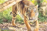  ??  ?? HARIMAU