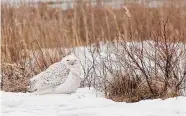  ?? ?? A snowy owl stays by the brush at Silver Sands State Park in Milford on March 3, 2014.