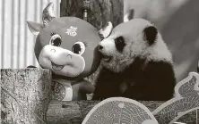  ?? Associated Press ?? A baby panda climbs on a display Wednesday for the Lunar New Year of the Ox at China’s leading panda reserve.