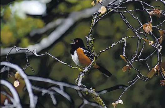  ?? CAROLYN KNIGHT —SANTA CLARA AUDUBON SOCIETY ?? A spotted towhee is one of the bird species society members are tracking during the annual Birdathon. The Cupertino-based group holds the event each spring to track birds’ migratory patterns.