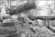  ?? AP ?? A deer stands Wednesday near a tree toppled by Typhoon Jebi at the Kasugatais­ha shrine in Nara, Japan.