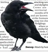  ?? ?? Swoop Attack by hostile crows