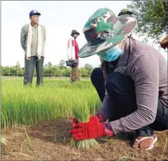  ?? YOUSOS APDOULRASH­IM ?? Environmen­t officials visit farmers who joined the IBIS rice project in Preah Vihear province’s Chhep district recently.