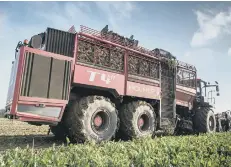  ??  ?? Harvesting the sugar beet.