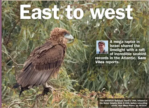  ??  ?? This immature Bateleur, Israel’s 14th, loitered in the Golan Heights from 4-16th, before relocating south, near Mevo Hama, on 30-31st.