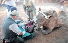  ??  ?? Reconstruc­tive work being performed on the face of Hope the rhino. Her face was hacked off by poachers, but she survived. A Chatter suggests a campaign condemning countries where demand is created for rhino horn products, such as Vietnam and China. See...