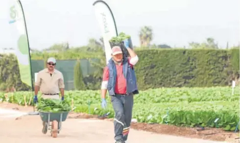  ?? Rafael González ?? Instalacio­nes de Rijk Zwaan en Cartagena.|