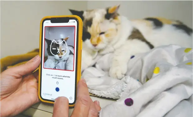  ?? TODD KOROL / REUTERS ?? Dr. Liz Ruelle uses a new app called Tably that reads cat’s faces and helps her monitor a cat’s health at the Wild Rose Cat clinic in Calgary.