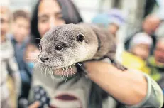  ?? RP-FOTO: RALPH MATZERATH ?? Um possierlic­he Otter geht es in einer Ausstellun­g im Wilhelm-Fabry-Museum in Hilden.