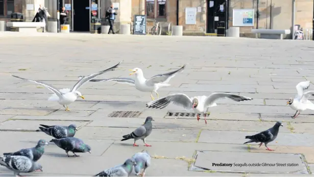  ??  ?? Predatory Seagulls outside Gilmour Street station