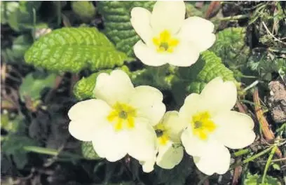  ??  ?? ●●Primroses