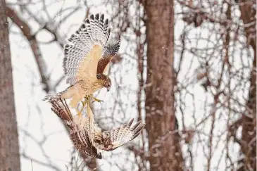  ?? H John Voorhees III/Hearst Connecticu­t Media file photo ?? Two red-shouldered hawks, the bottom one a juvenile, fall through the air on Jan. 27, 2021, in New Milford.