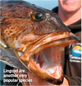  ??  ?? Lingcod are another very popular species