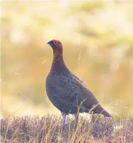  ??  ?? ‘Widespread’ Gamekeeper­s have received abuse over the shooting of grouse on moorlands