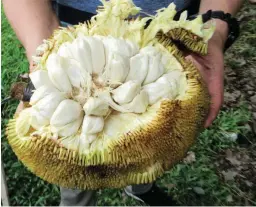  ??  ?? LUSCIOUS MARANG – If you happen to be traveling from Davao City towards Bukidnon, look out for roadside stalls selling marang. Marang is in season and the fruits are very affordable. One big fruit can be had for In downtown Davao the price could be much higher.