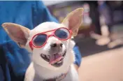  ?? MARLA BROSE/JOURNAL ?? Juan, a chihuahua wears sunglasses. Humans wear sunglasses to reduce ultraviole­t exposure. Sunglasses may help old pups or those with certain eye diseases.