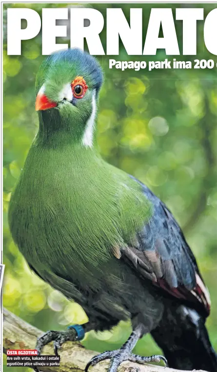  ??  ?? ČISTA EGZOTIKA
Are svih vrsta, kakadui i ostale egzotične ptice uživaju u parku