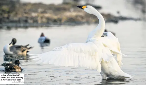  ?? Ben Birchall/PA wire ?? > One of the Bewick’s swans just after arriving in November last year