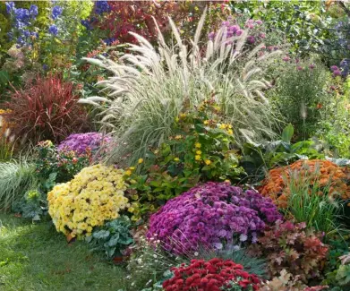  ?? ?? Feathery fountain grass pennisetum ‘Sky Rocket’ is set off by a bright surroundin­g blanket of purple, golden and orange ‘mums’, alongside bronze-toned heucheras, hypericum and imperata ‘Rubra’